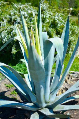 Bir büyük mavi agav bitki taş çöl rock,