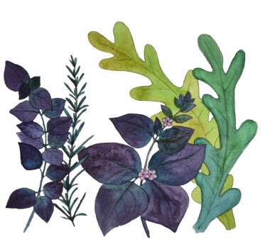 Boyama fesleğen, roka, biberiye gıda resimde beyaz zemin üzerine suluboya