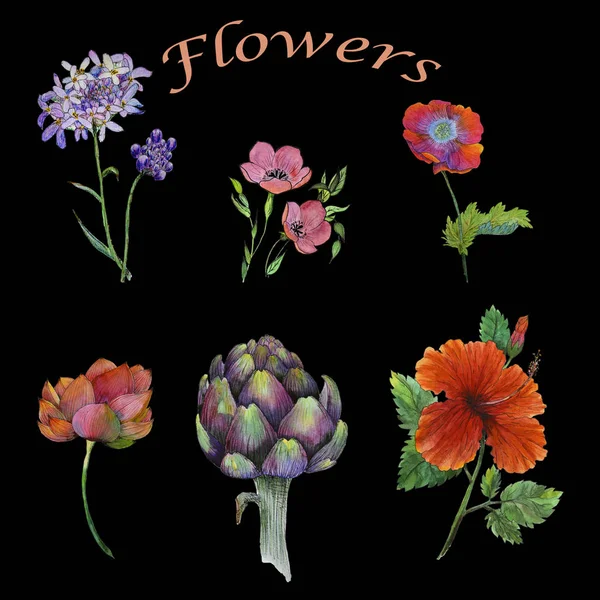 Nem szerepelt a különböző virágok akvarell festészet — Stock Fotó