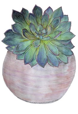 Kaktüs Sulu Bitkisi beyaz arkaplanda izole edildi