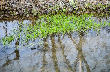 Nehirde su yosun bitkileri