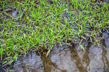 Nehirde su yosun bitkileri