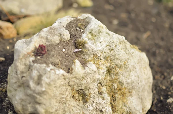 地面に大きな美しい石 — ストック写真