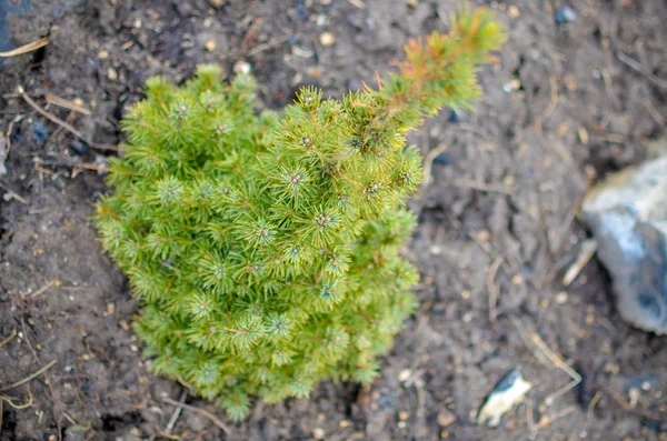 Picea glauca Conica green spruce — Stock Photo, Image