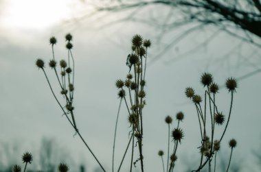 Kuru kar, bitkilerde çayır kış