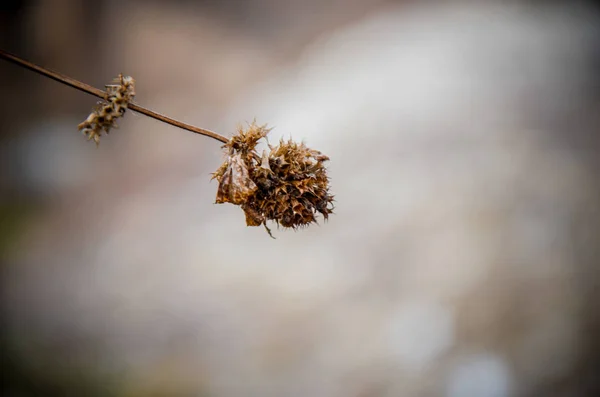 Dry plants in snow, meadow winter — Stock Photo, Image
