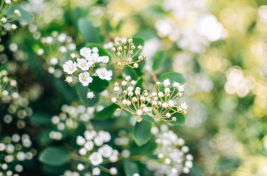 Erkeçsakalı Bush beyaz çiçekler portre