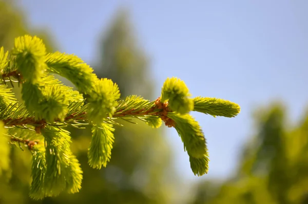 Broto jovem de abeto, fundo natural da floresta — Fotografia de Stock
