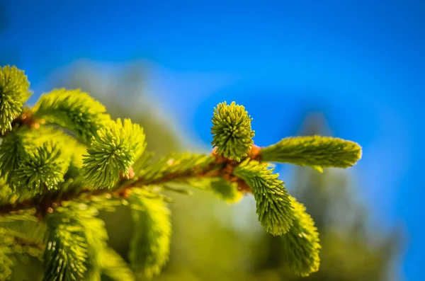 スプルース、自然の森の背景の若い芽 — ストック写真