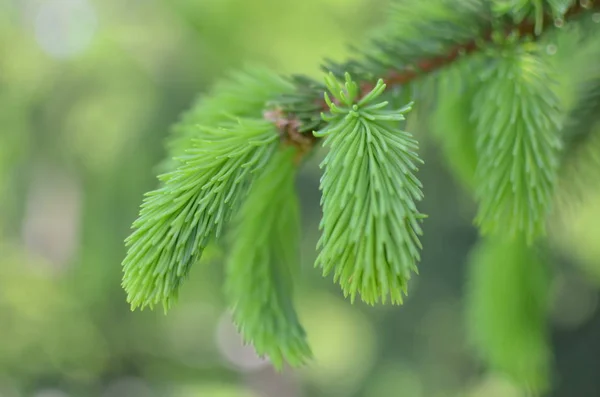 Broto jovem de abeto, floresta natural — Fotografia de Stock