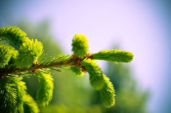 young sprout of spruce, natural forest background