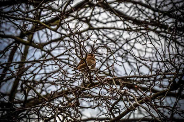 Pole Sparrow sedící na větvi na pozadí — Stock fotografie