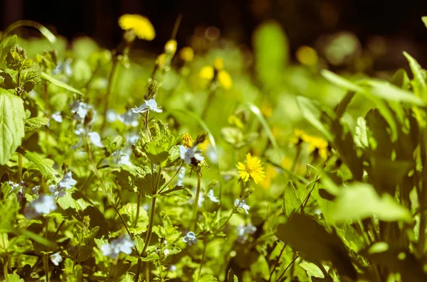 Fundo com flores frescas de primavera azul e amarelo — Fotografia de Stock