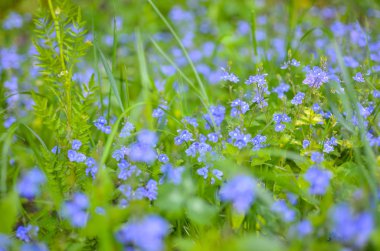 Unutma çiçek dikey arka plan