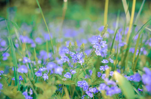 忘れな草の花縦背景 — ストック写真