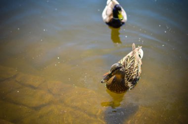 Nehir ya da göl iki yaban ördekleri yüzmek