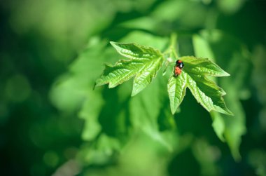 Çiftleşme böcekler. Yeşil yaprak çiftleşme uğur böceği