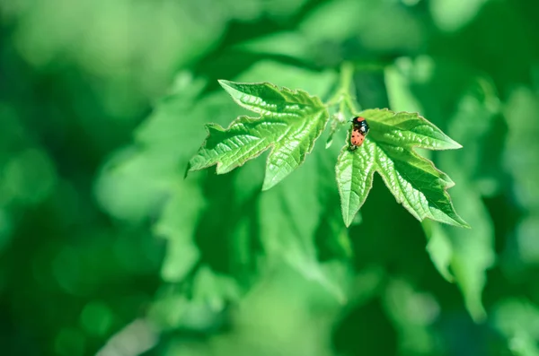 Insetos a acasalar. Joaninha acasalamento na folha verde — Fotografia de Stock