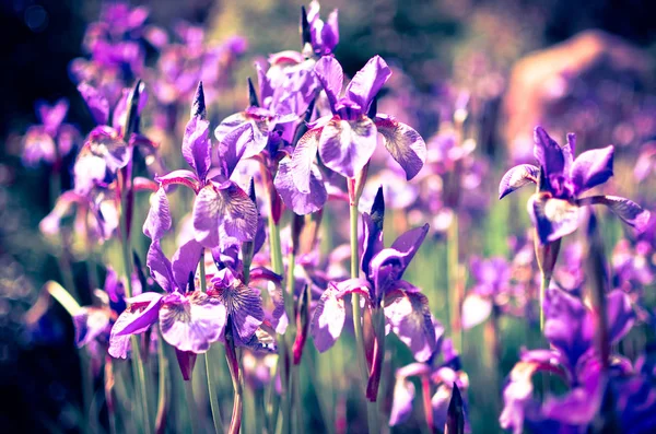 Fioletowe kwiaty niebieski dziki tęczówki, pokryte krople deszczu lato, na zielonym tle — Zdjęcie stockowe