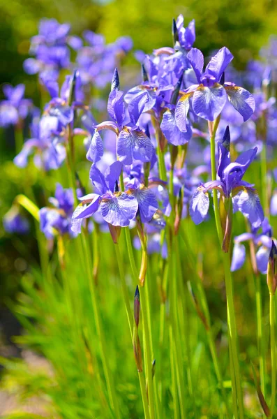 Violettblaue Blüten der wilden Iris, bedeckt mit Sommerregentropfen, auf grünem Hintergrund — Stockfoto