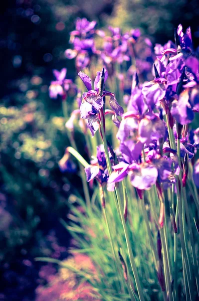 Violettblaue Blüten der wilden Iris, bedeckt mit Sommerregentropfen, auf grünem Hintergrund — Stockfoto