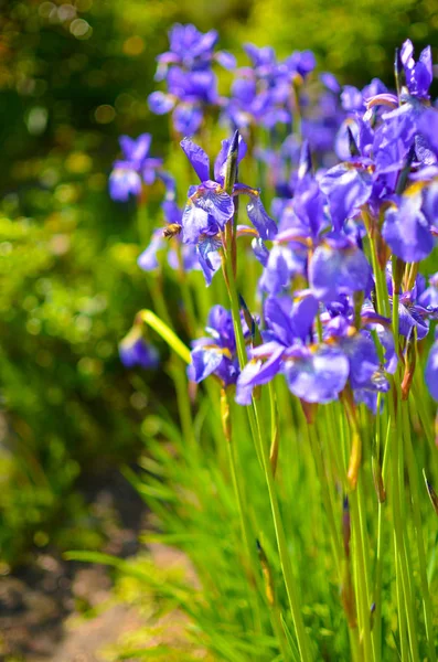 緑の背景に、夏の雨の滴で覆われた野生のアイリスの紫色の青い花 — ストック写真