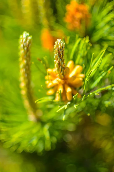 春の花の咲く松 — ストック写真