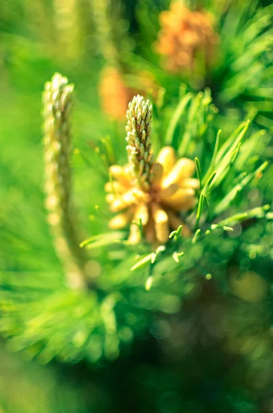 Blomma blommande tall på våren — Stockfoto