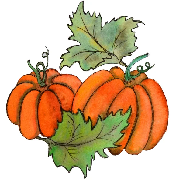 Deux Citrouilles Aux Feuilles Vertes Légumes Récolte Automne Croquis Aquarelle — Photo