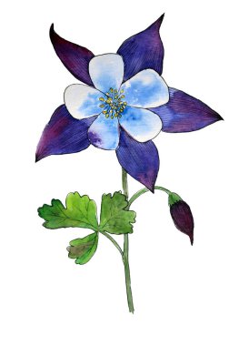Columbine watercolorwith yaprak beyaz zemin üzerine mavi