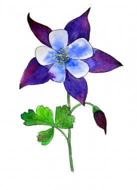 Columbine watercolorwith yaprak beyaz zemin üzerine mavi