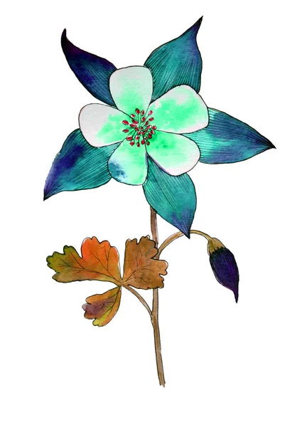 Columbine Watercolorwith Yaprak Beyaz Zemin Üzerine Mavi — Stok fotoğraf