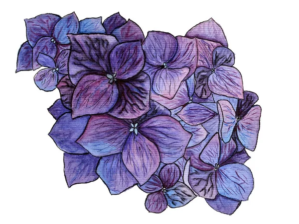青いアジサイの花の水彩画 — ストック写真
