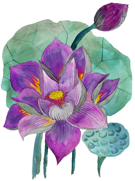 Original watercolor painting of aquatic plants of lotus — Stock Photo, Image