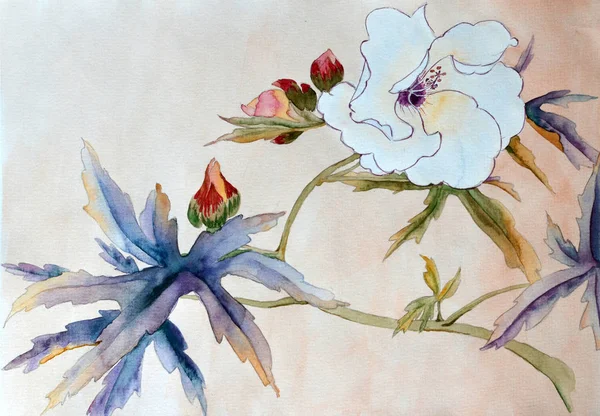 Weiße Hibiskusblüte, Tuschmalerei — Stockfoto