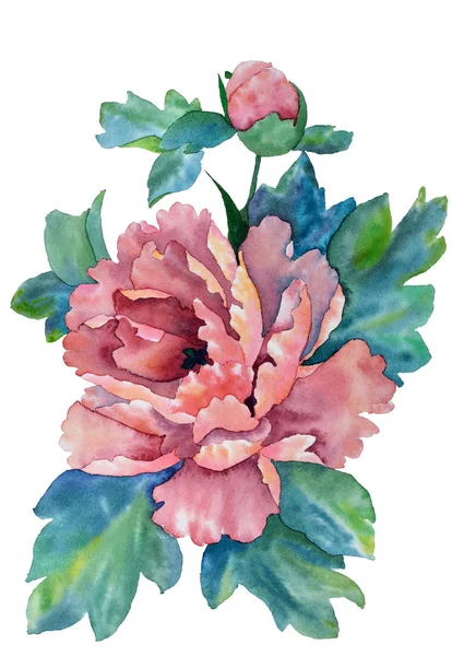 Flor de peônia rosa em aquarela — Fotografia de Stock