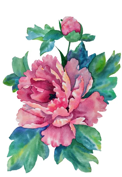 Roze pioen bloem in aquarel — Stockfoto