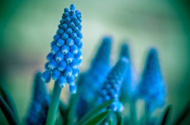 Mevsimlik arka plan üzerinde mavi Muscari portre