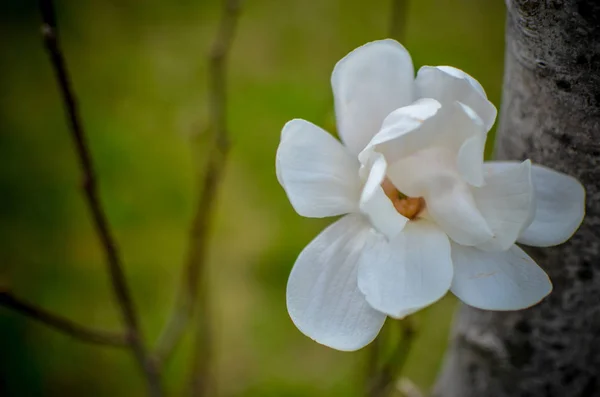 Квітка білої магнолії впритул — стокове фото