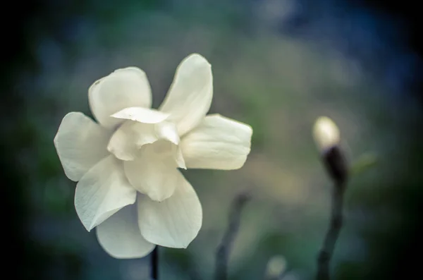 Blomma av vit magnolia upp Stäng — Stockfoto
