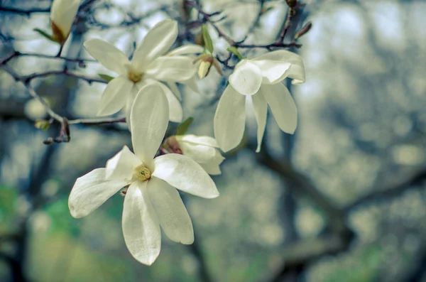 Flower of white magnolia up close — Stock Photo, Image