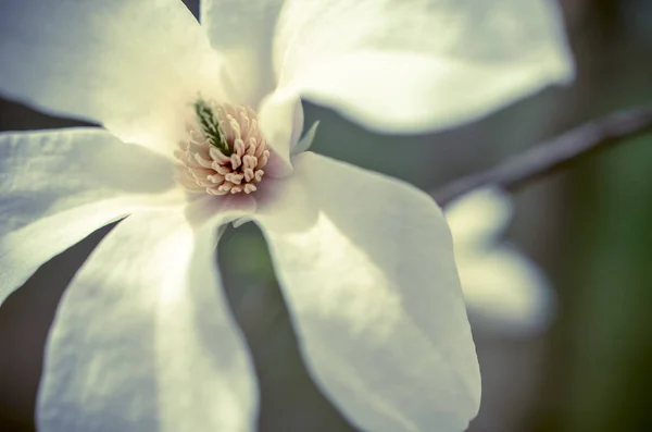 Flower of white magnolia up close — Stock Photo, Image