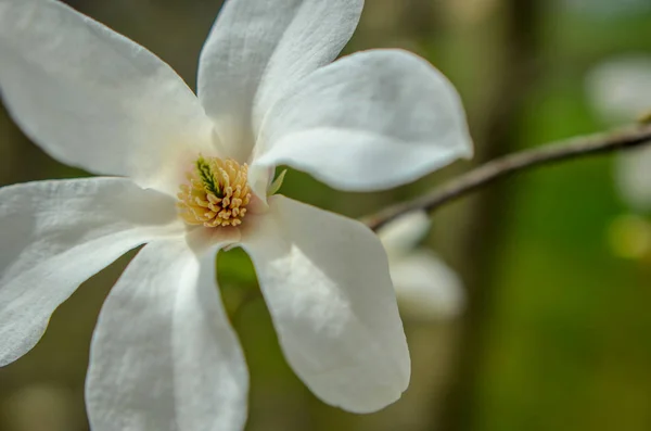 Flower of white magnolia up close — Stock Photo, Image