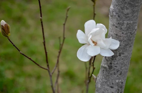 Flower of white magnolia up close — Stock Photo, Image
