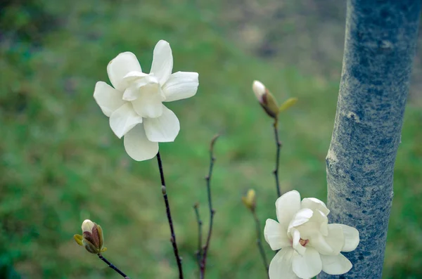 Flower of white magnolia up close — Stock Photo, Image