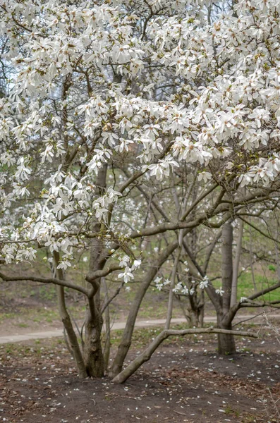 봄 공원에 아름 다운 하얀 목련 꽃 — 스톡 사진