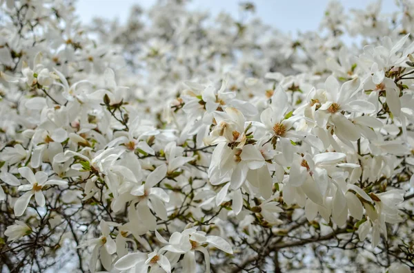 Bloei mooie witte magnolia in voorjaar park — Stockfoto