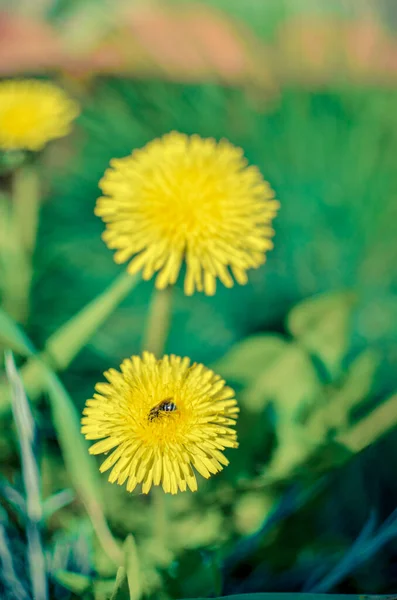 Крошечный жук, скрывающийся в желтом цветке одуванчика — стоковое фото