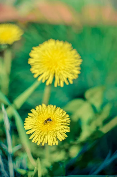 Winzige Wanze versteckt sich in gelber Löwenzahnblüte — Stockfoto