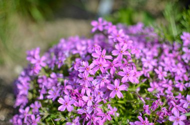 Pembe phlox subulata - güzel çiçek çözünmüş fotoğraf